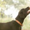 Crop unrecognizable owner giving treat to pedigreed brown Labrador in lush sunny nature