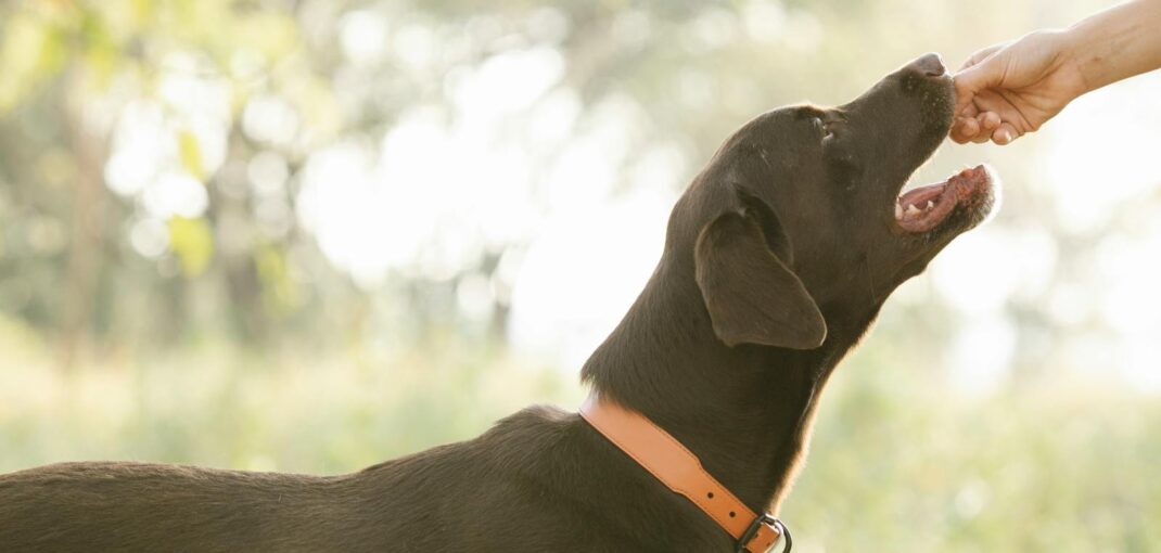 Crop unrecognizable owner giving treat to pedigreed brown Labrador in lush sunny nature