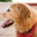 beige dog wearing red collar