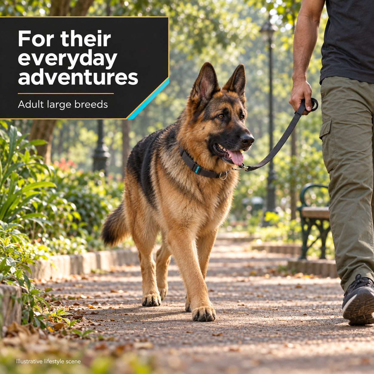 Purina Pro Plan Adult Essential Health Large Breed Dry Dog Food, Chicken, 1kg 7 Illustrative adult large-breed German Shepherd on a park walk, Purina Pro Plan cyan charcoal and gold theme