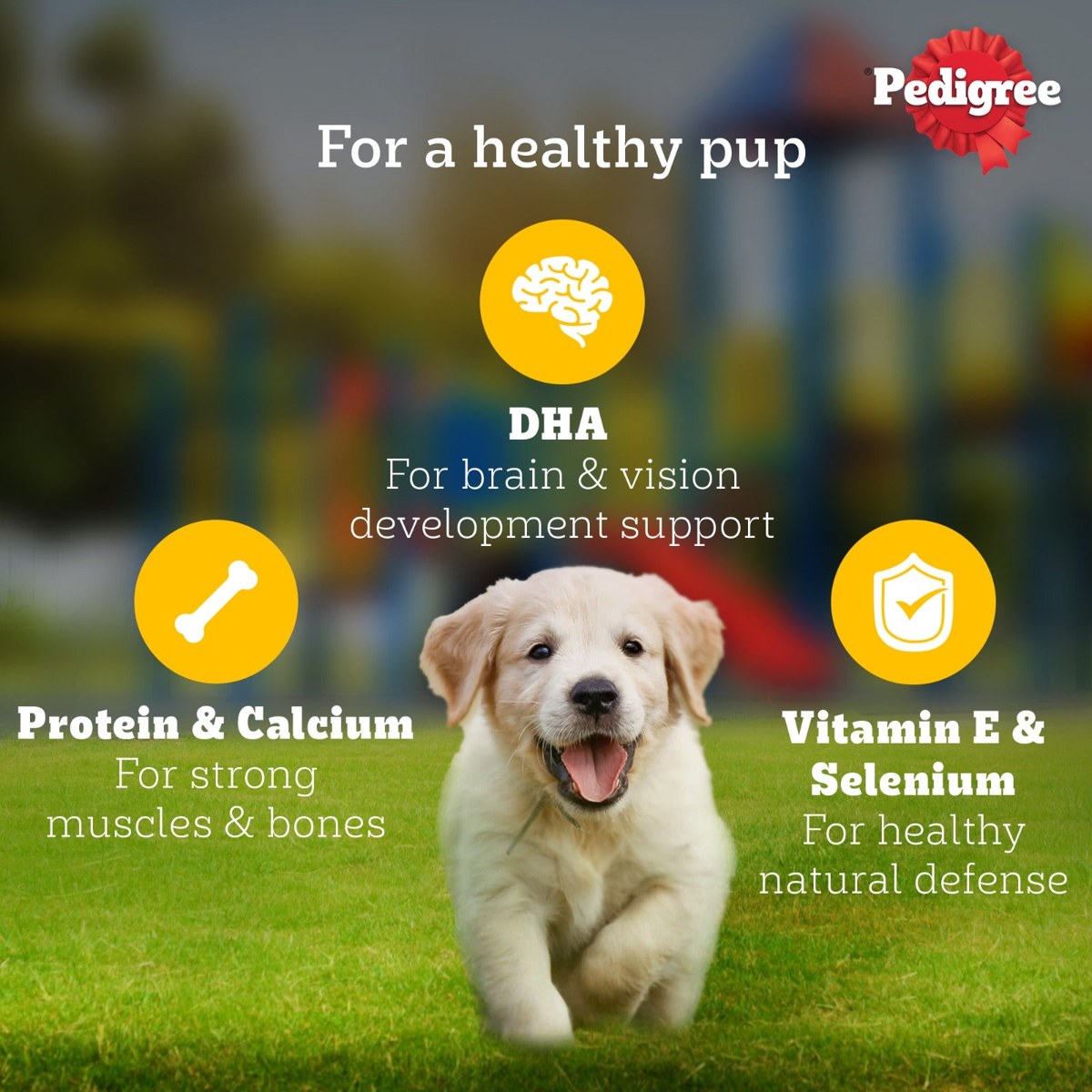 Pedigree Puppy Wet Dog Food, Chicken & Liver Chunks in Gravy – 130 g 4 Pedigree puppy gravy benefits: DHA for brain and vision, protein and calcium, vitamin E and selenium