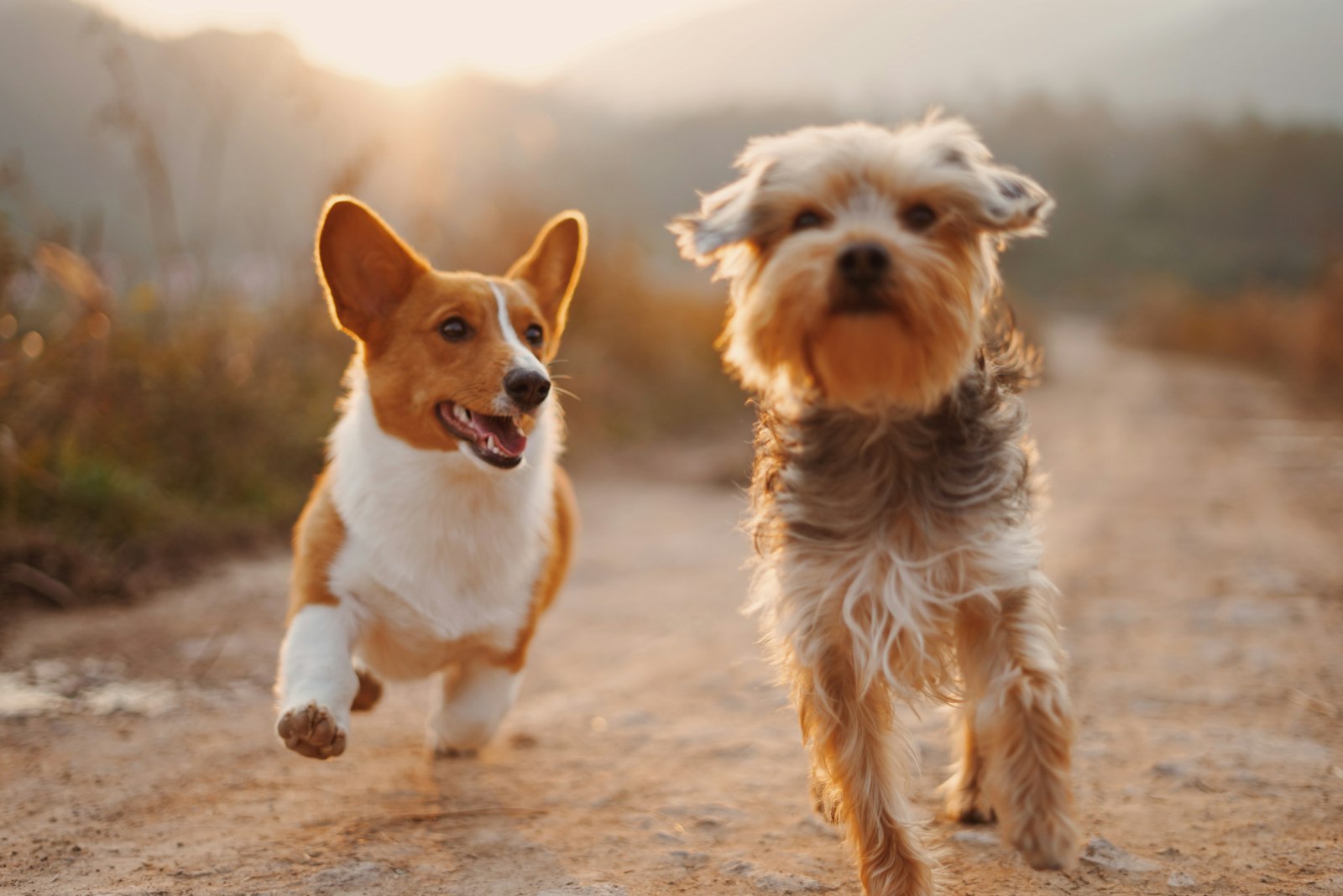 Two happy dogs running on a trail