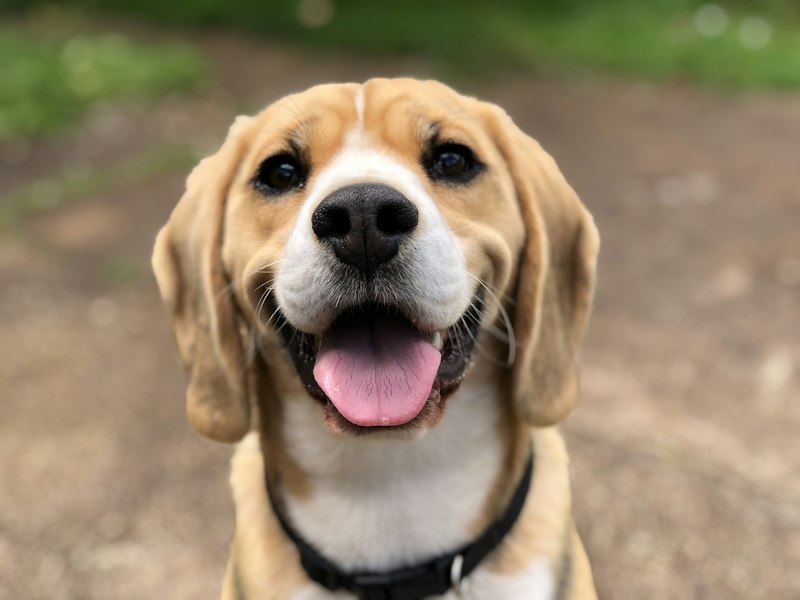 Happy beagle dog
